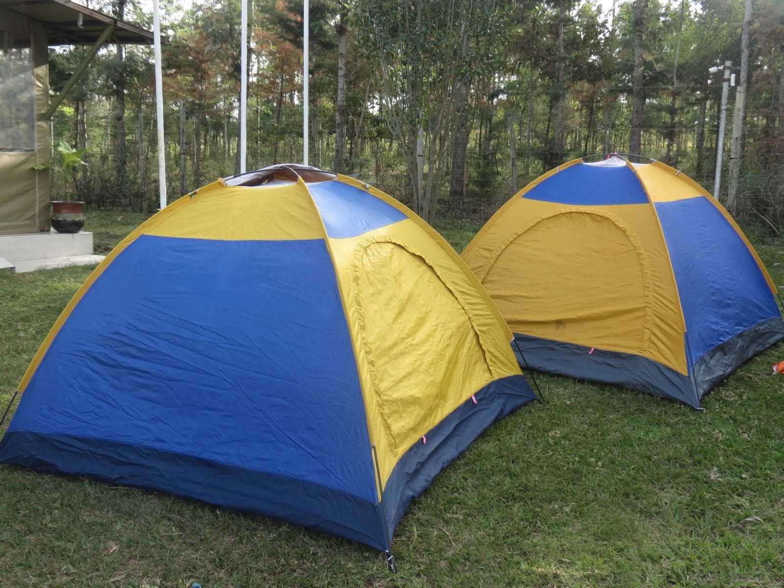 Yellow and blue dome tents pitched on the grassy camp grounds
