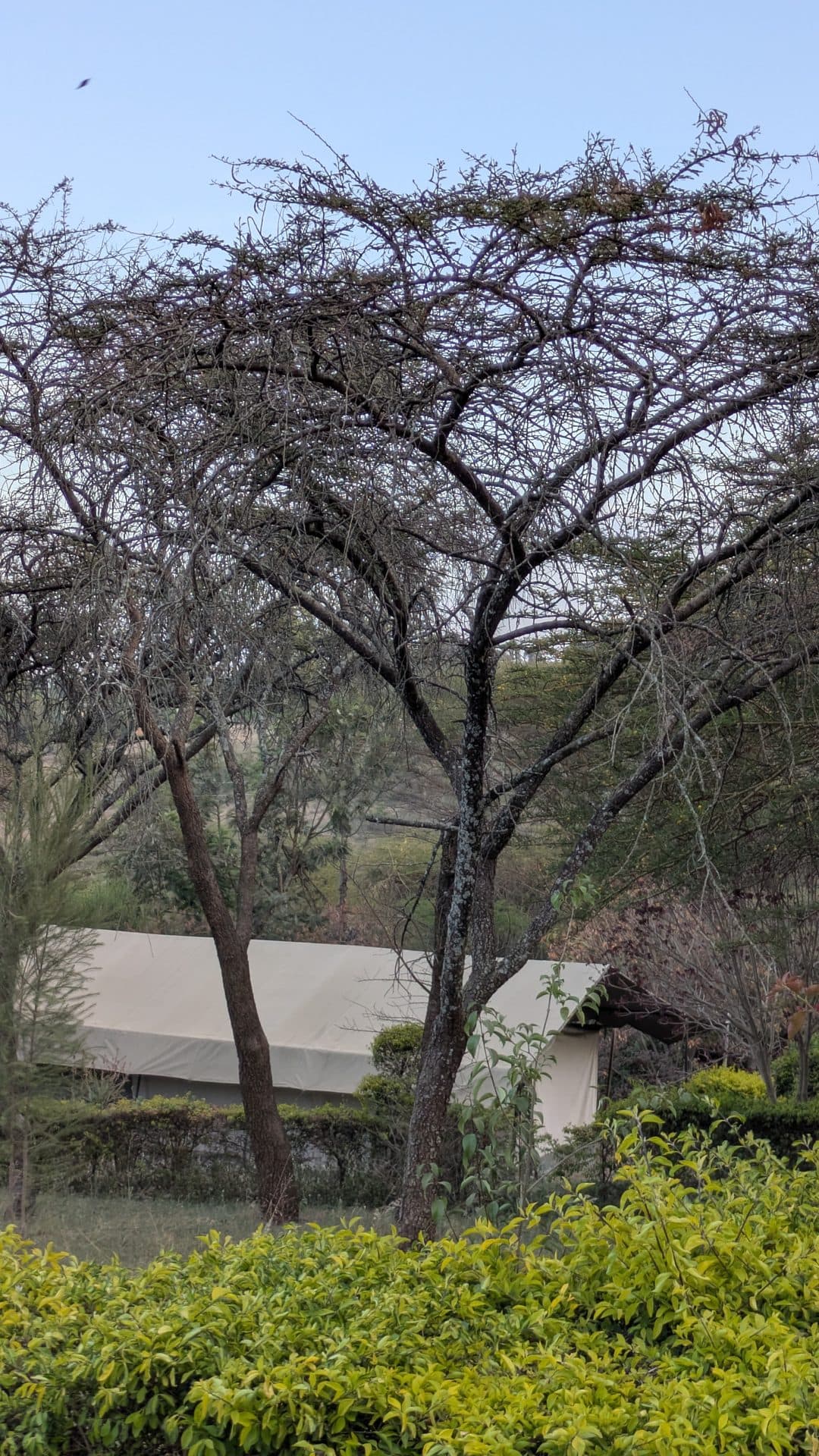 Open grass and acacia shade